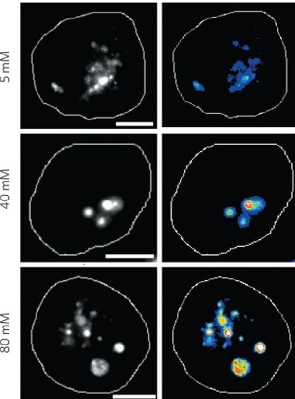 Single cells imaged at 5, 40 and 80 millimolar chloride