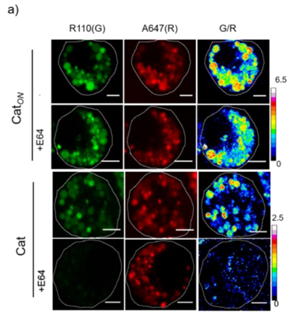 image of subcellular