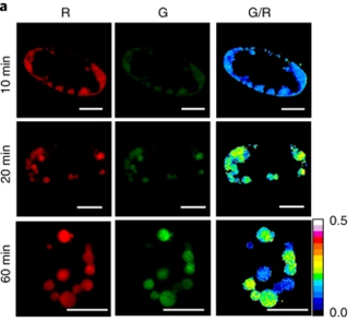 image of subcellular